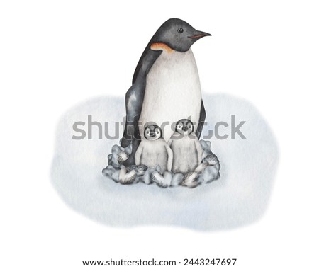 Watercolor illustration. Hand painted penguin family with baby penguins. Nestling in stone nest on snow. Flightless marine bird. South Pole, Antarctic Ocean. Emperor Penguin. Isolated cartoon clip art