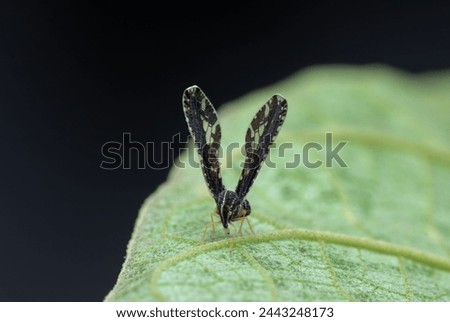 A Derbid Planthopper Proutista moesta resting on a green leaf. Royalty-Free Stock Photo #2443248173