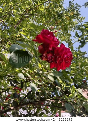 Beautiful Red Rose ..with sky view 