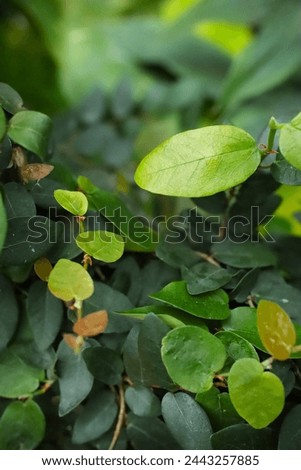 A photo featuring a narrow path covered by leaves of various shades of green.
