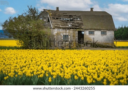 Old wooden barn in the middle of a colorful yellow daffodil field. Springtime means the emergence of daffodils in the Skagit Valley and they grow more flowers than any other county in the USA.