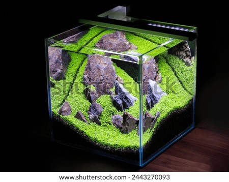 Small tank with no living organisms, just water plants and stones Royalty-Free Stock Photo #2443270093