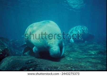 Manatees: gentle, herbivorous marine mammals found in warm waters, known for their slow movements and vulnerability to human activities.