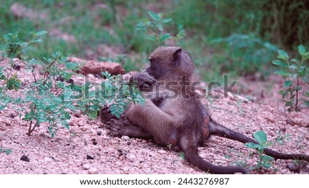 The two baby baboons chase each other around, their small bodies tumbling and rolling in the grass. Their furry hand reach out to touch each other, forming a bond of playful companionship.