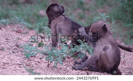 The two baby baboons chase each other around, their small bodies tumbling and rolling in the grass. Their furry hand reach out to touch each other, forming a bond of playful companionship.