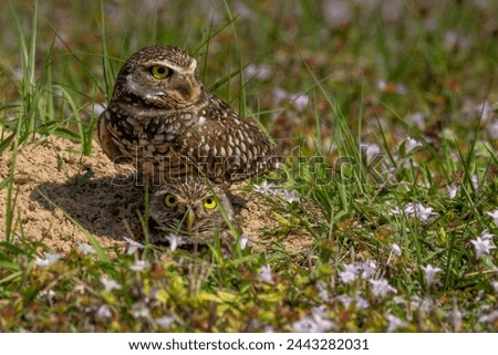 Pair of Burrowing owls near nest