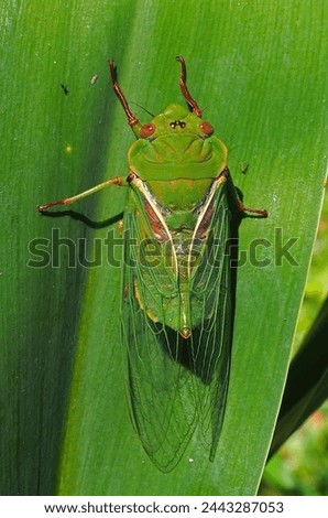 Greengrocer cicada, Cyclochila australasiae, isolated organism, closeup on leaf Royalty-Free Stock Photo #2443287053