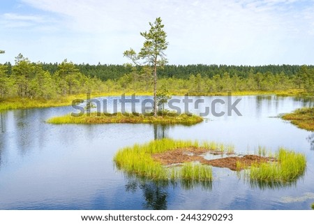 Viru bogs at Lahemaa national park. Must see place in Estonia Royalty-Free Stock Photo #2443290293