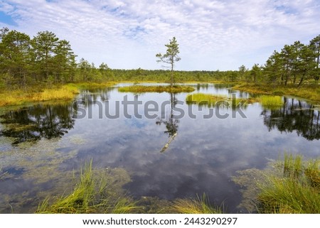 Viru bogs at Lahemaa national park. Must see place in Estonia Royalty-Free Stock Photo #2443290297
