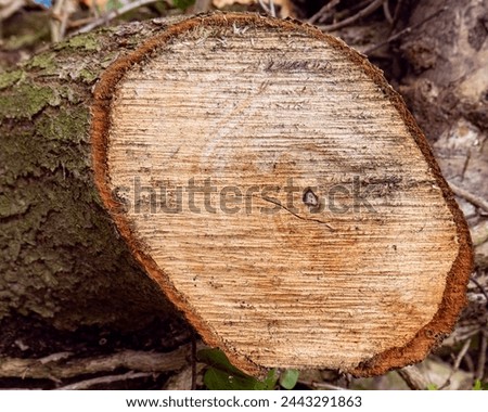 cross section of a sawn tree trunk with rings showing and bark Royalty-Free Stock Photo #2443291863