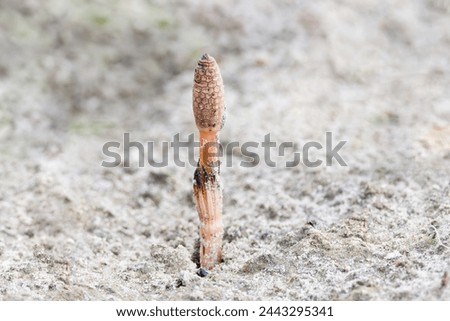 Close up of a colorless budding Horsetail, Equisetum arvense, in the spring in a sandy soil against a blurred background Royalty-Free Stock Photo #2443295341