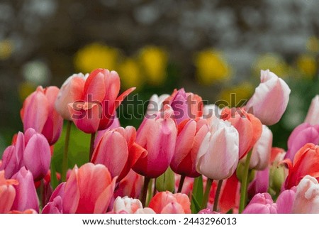 Close up of pink garden tulips (tulipa gesneriana) in bloom Royalty-Free Stock Photo #2443296013