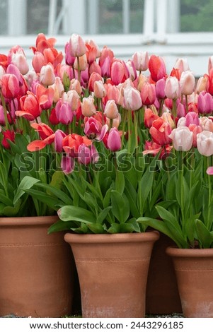 Close up of pink garden tulips (tulipa gesneriana) in plant pots Royalty-Free Stock Photo #2443296185