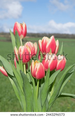 Close up of pink garden tulips (tulipa gesneriana) in bloom Royalty-Free Stock Photo #2443296573