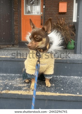 Chihuahua dog posing in a light snow day  Royalty-Free Stock Photo #2443296741