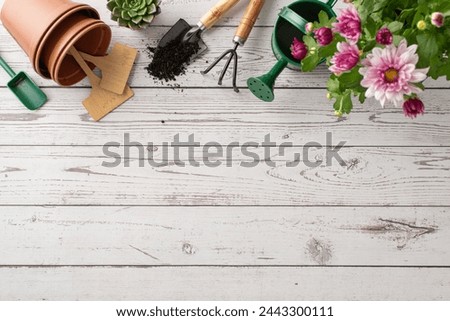 Garden care top view setup featuring chrysanthemums, pots, tools, watering can, gardening kit, and plant markers on wooden backdrop. Top view image ideal for gardening themes. Space for text or advert Royalty-Free Stock Photo #2443300111