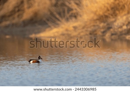 The male northern shoveler (Spatula clypeata), or northern shoveller duck. Royalty-Free Stock Photo #2443306985