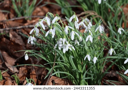 Sweden. Galanthus nivalis, the snowdrop or common snowdrop, is the best - known and most widespread of the 20 species in its genus, Galanthus.  Royalty-Free Stock Photo #2443311355