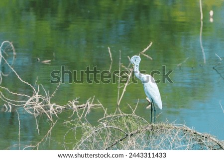 beautiful photograph of bird sanctuary heron crane white egret perched tree branches pond lake turquoise blue water tropical thorn plants reflection calm tourism wallpaper natural scenery long neck