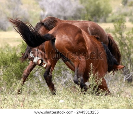 Two Stallions Sparring in Desert 