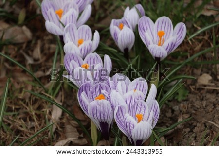 Sweden. Crocus sativus, commonly known as saffron crocus or autumn crocus, is a species of flowering plant in the iris family Iridaceae.  