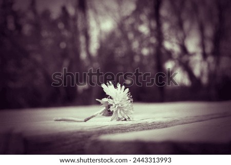 A beautiful picture of a yellow dandelion sitting on a table outdoors.