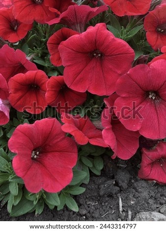 Red Surfinia: Lush, trailing petunias bursting with a variety of vibrant blooms, perfect for enhancing any garden space.