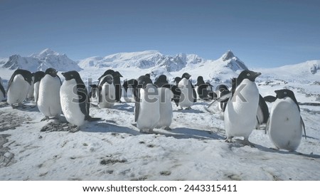 Colony Of Antarctica Penguins Close-up. Polar Snow Landscape. Group Of Adelie Penguins Standing On Snow Covered Land. Behavior Of Wild Birds. Mighty Mountains Background. Wildlife.