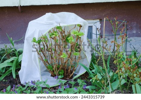 Garden hydrangea covered with a protective cover is used, among others, for: to protect plants wintering in the ground against frosts, strong winds and precipitation. Royalty-Free Stock Photo #2443315739