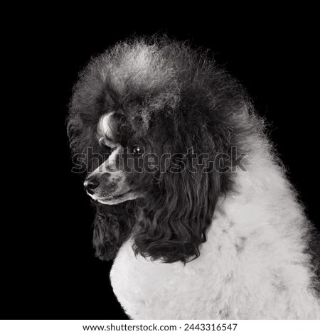 Beautiful black and white show class toy poodle sitting on a black background
