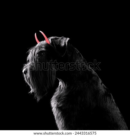Portrait of black Mittelschnauzer dog wearing costume with red horns on black background 