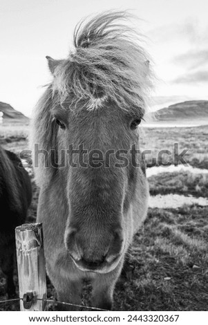 Black and white picture of Icelandic horse in the scenic nature landscape of Kirkjufell, Iceland. The Icelandic horse is a breed of horse developed in this country.