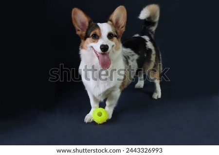 Merle corgi dog looking to the camera smiling with its yellow ball in a dark blue background 