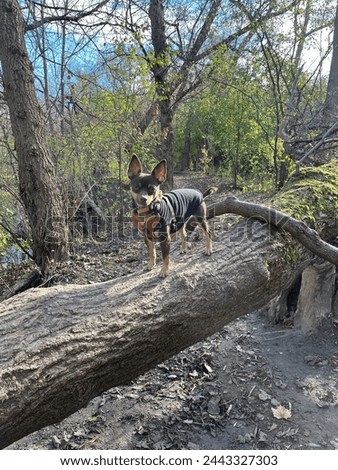 chihuahua dog climbed on a tree posing in stand position in nature Royalty-Free Stock Photo #2443327303
