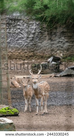 deer picture with their group