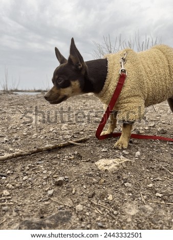 chihuahua dog exploring focusing in one point Royalty-Free Stock Photo #2443332501