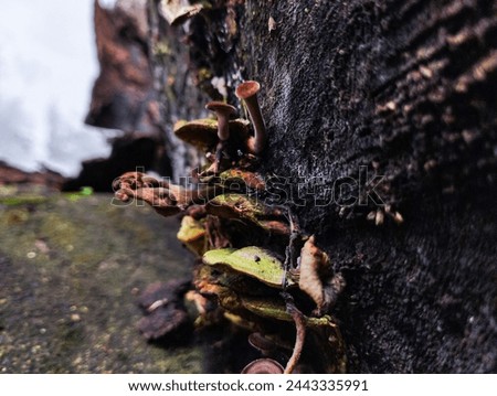 Picture of mushrooms growing on the wet wood. Mushrooms growing under damp condition 