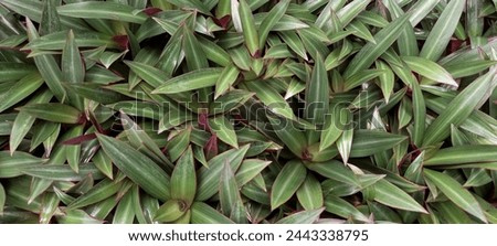 Tradescantia spathacea or Boat Lily,Oyster plant floral background