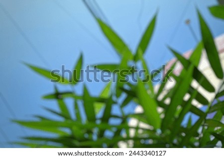 Bamboo leaves out of focus under blue sky Royalty-Free Stock Photo #2443340127