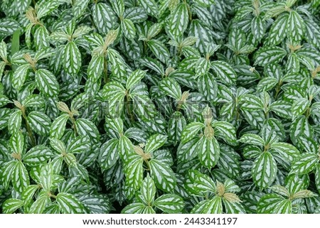 Plant with green leaves and white stripes. beautiful patern for the background