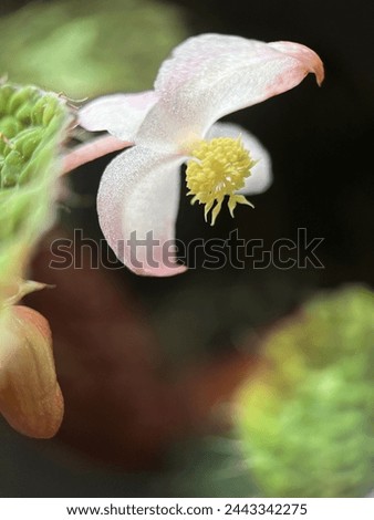 Tiny pink flowers with beautiful yellow stigmas