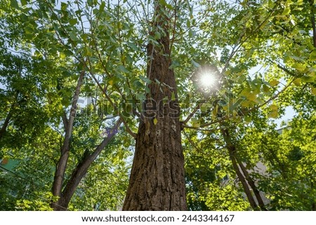 A large tree with a trunk that is brown and has a lot of bark. The tree is surrounded by other trees and is in a sunny area
