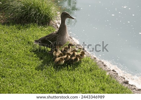 A mother Mallard Duck with her 13 Baby Ducks. wild duck. dabbling duck. 13 baby ducks and their mother. A Mother Duck takes her new babies swimming in a pond. Ducklings. Wild Animals. Bird and Nature. Royalty-Free Stock Photo #2443346989