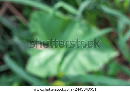 wide taro leaves as an out-of-focus background (blurred)
