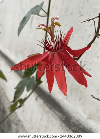 Passiflora vitifolia, the perfumed passionflower, is a species of Passiflora.