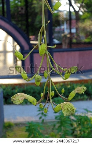 Kigelia flowers, commonly known as sausage tree of cucumber tree, is a poisonous evergreen plant native to tropical Africa. Royalty-Free Stock Photo #2443367217
