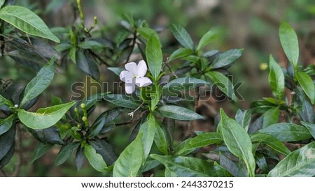 White Sampaguita Jasmine or Arabian Jasmine Green background image with a field of white leaves