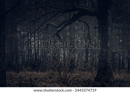 Just a photo of fading woods in autumn time