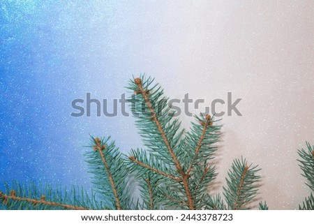 branch of blue spruce on shiny background. Copy space
