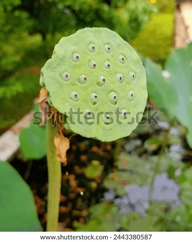 a photography of a lotus pod with many holes in it.